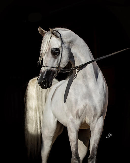 doubling gap ranch stallon for sale